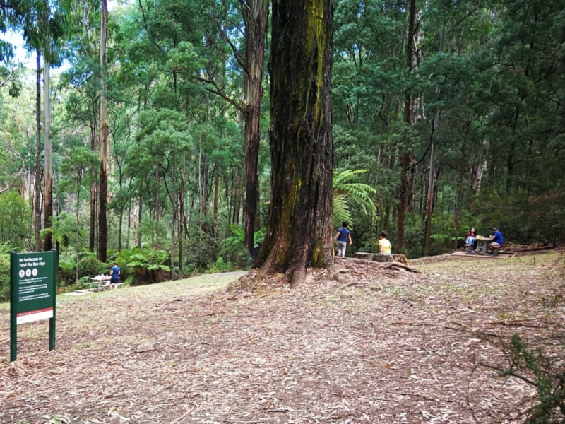 Dandenong Ranges Circuit day hike, Olinda Walking Maps